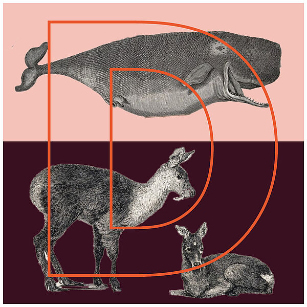 Die Zeichnungen eines Walfischs und Moschustiers sind hinter dem Buchstaben D zu sehen. 