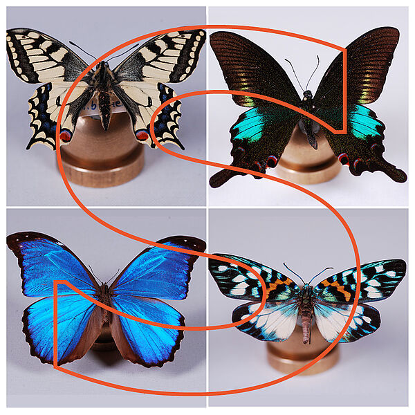 Vier bunte Schmetterlinge in gleichmäßiger Anordnung hinter dem Buchstaben "S".