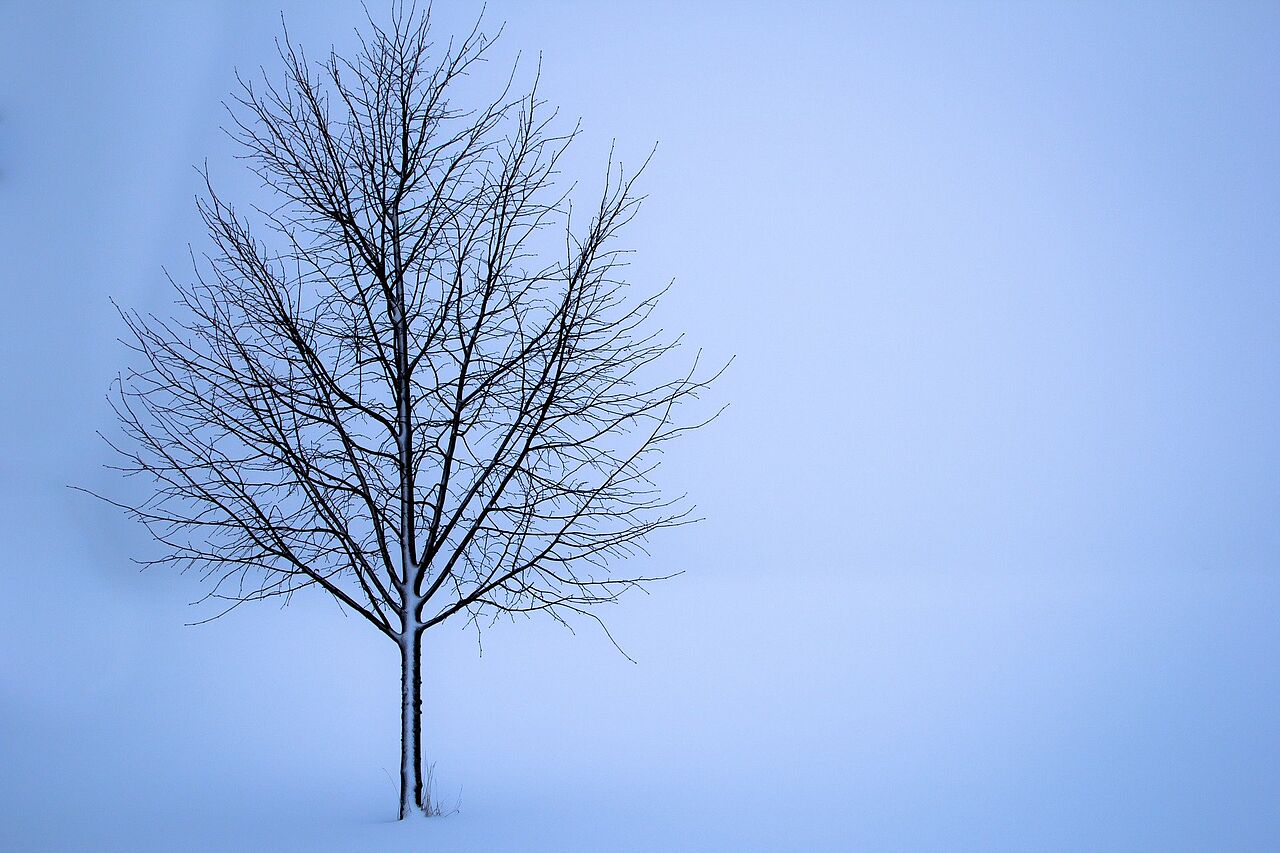 einzelner Baum im Winter auf weißem Feld
